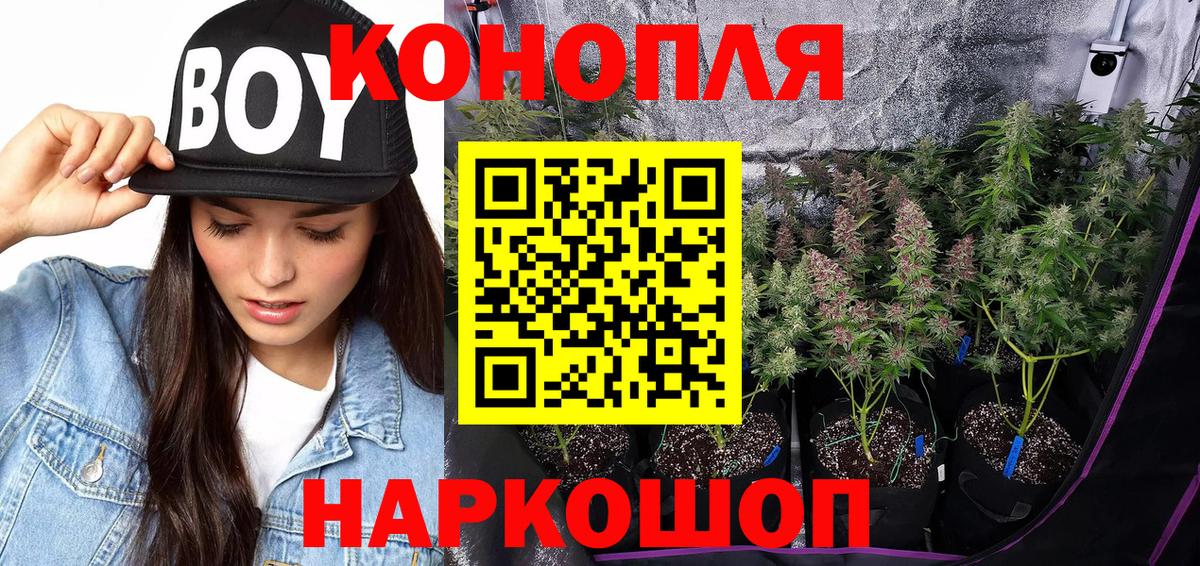 Бошки марихуана OG Kush Кимры